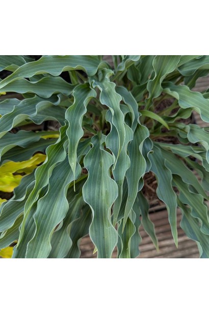 Хоста Сіллі Стрінг опис